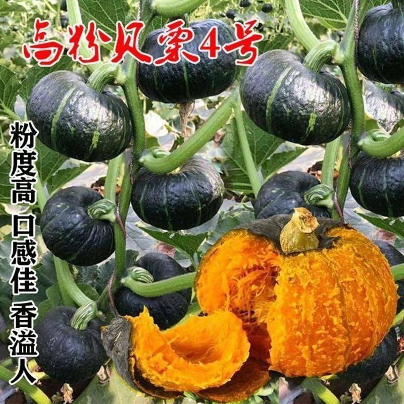 南瓜种子优质贝贝南瓜新品种高粉甜面春秋季大田用种蔬菜种子