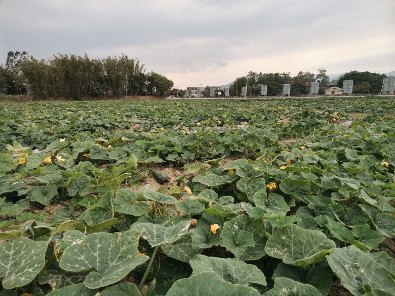 广东阳江50万斤香芋南瓜