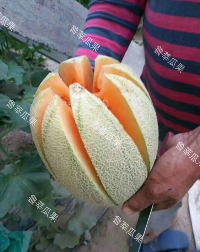 【精品】哈密瓜晓蜜25晓蜜瓜对接各大商超、档口、电商批发