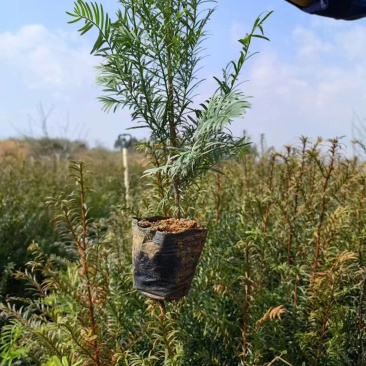 优质红豆杉杯苗