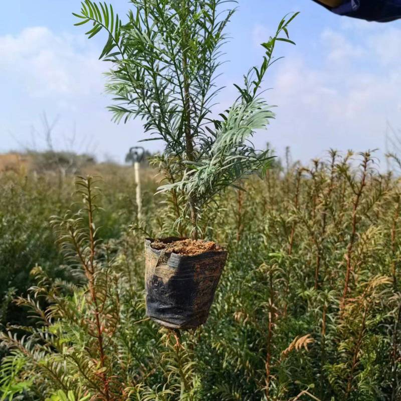 优质红豆杉杯苗