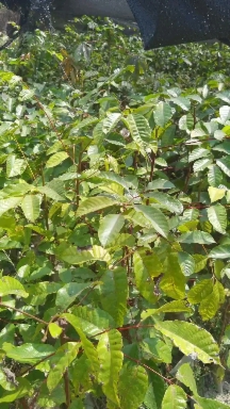 大量现货乌榄树苗，工艺榄树苗供应！培育苗跟嫁接苗都有