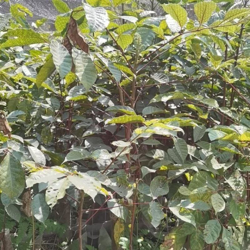 大量现货乌榄树苗，工艺榄树苗供应！培育苗跟嫁接苗都有