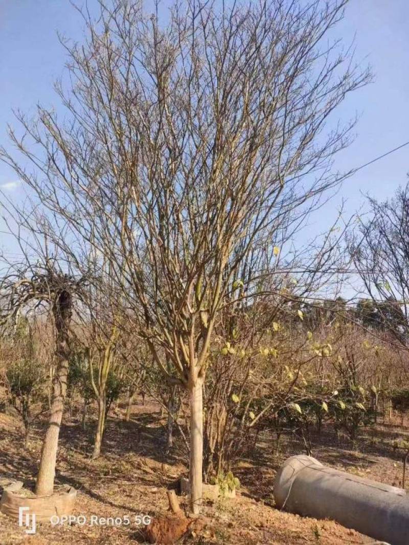 原生大红紫薇树