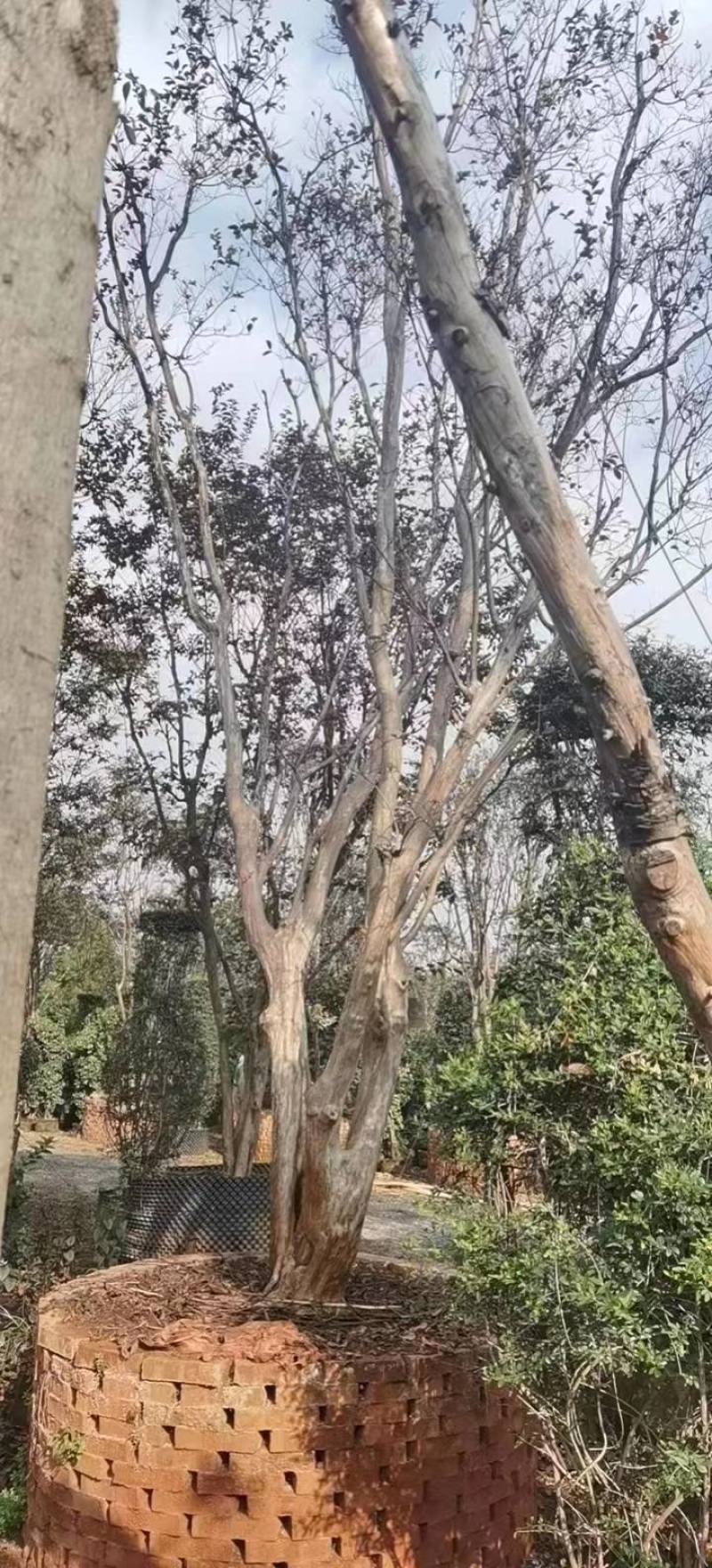 原生大红紫薇树