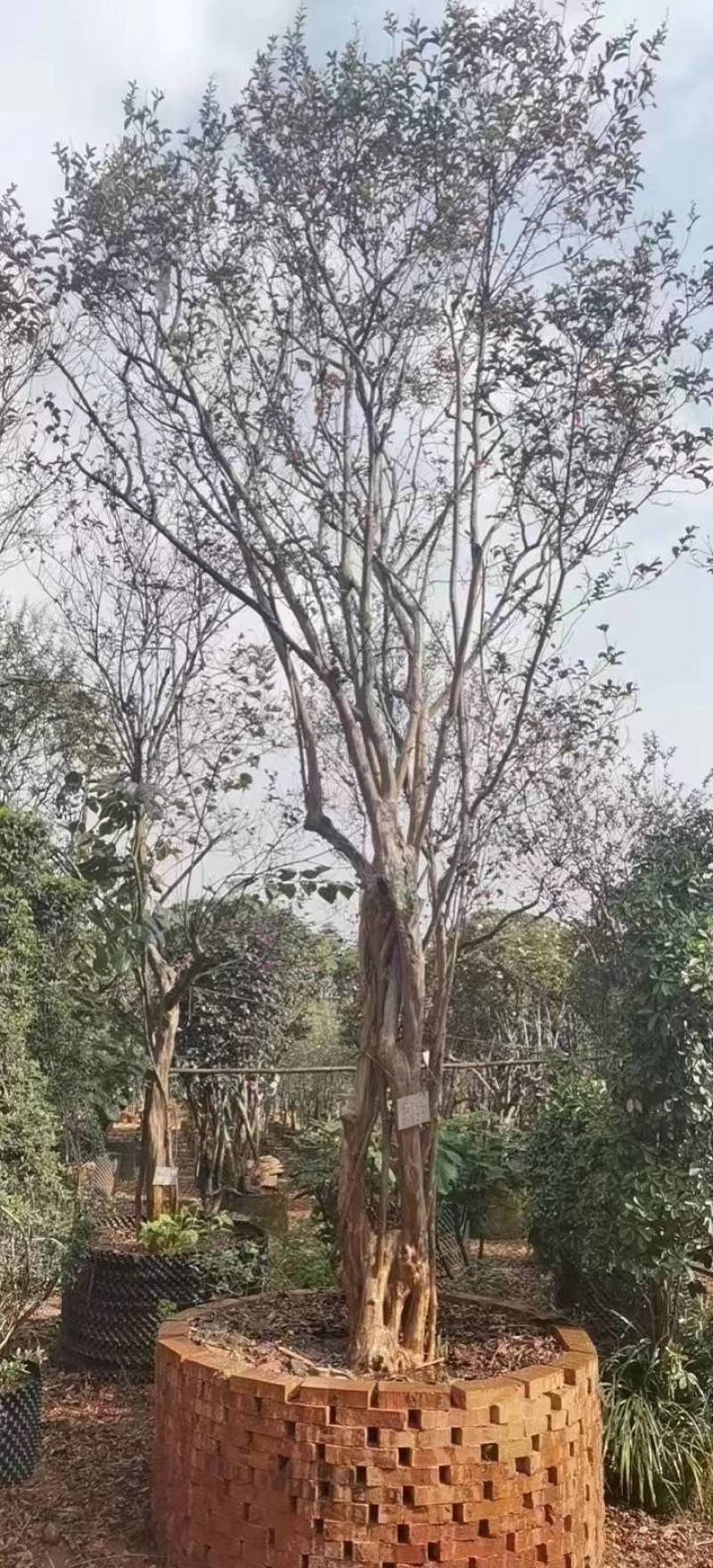 原生大红紫薇树