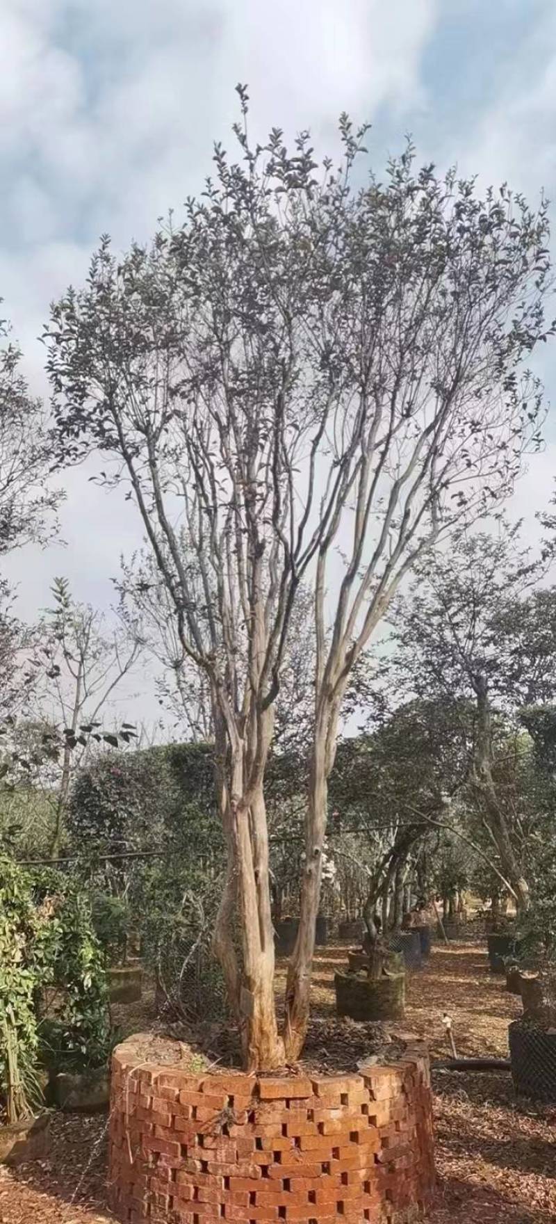 原生大红紫薇树