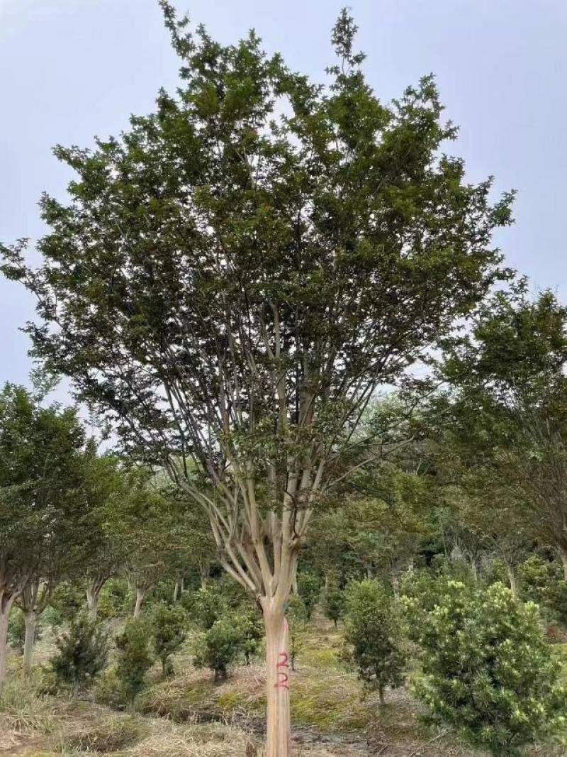 原生大红紫薇树