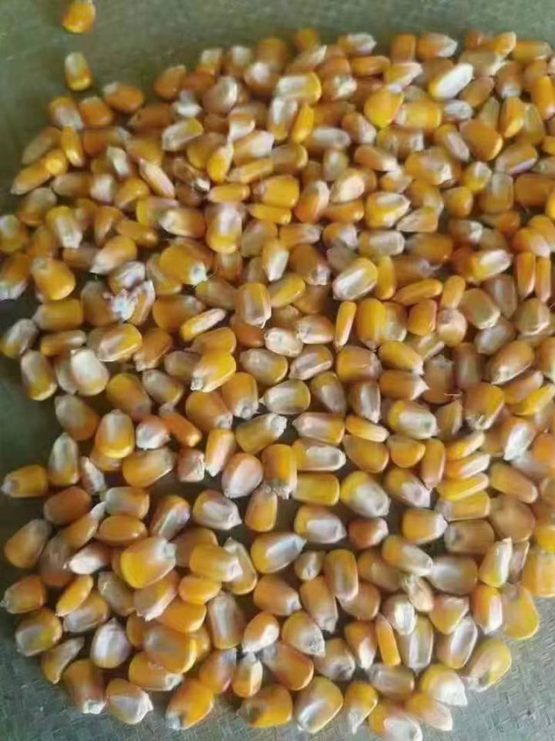 干粮食批发，玉米，白糖