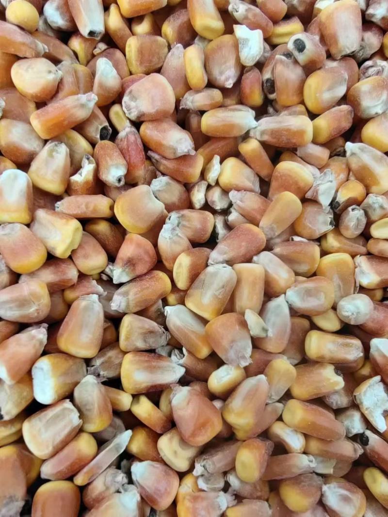 干粮食批发，玉米，白糖