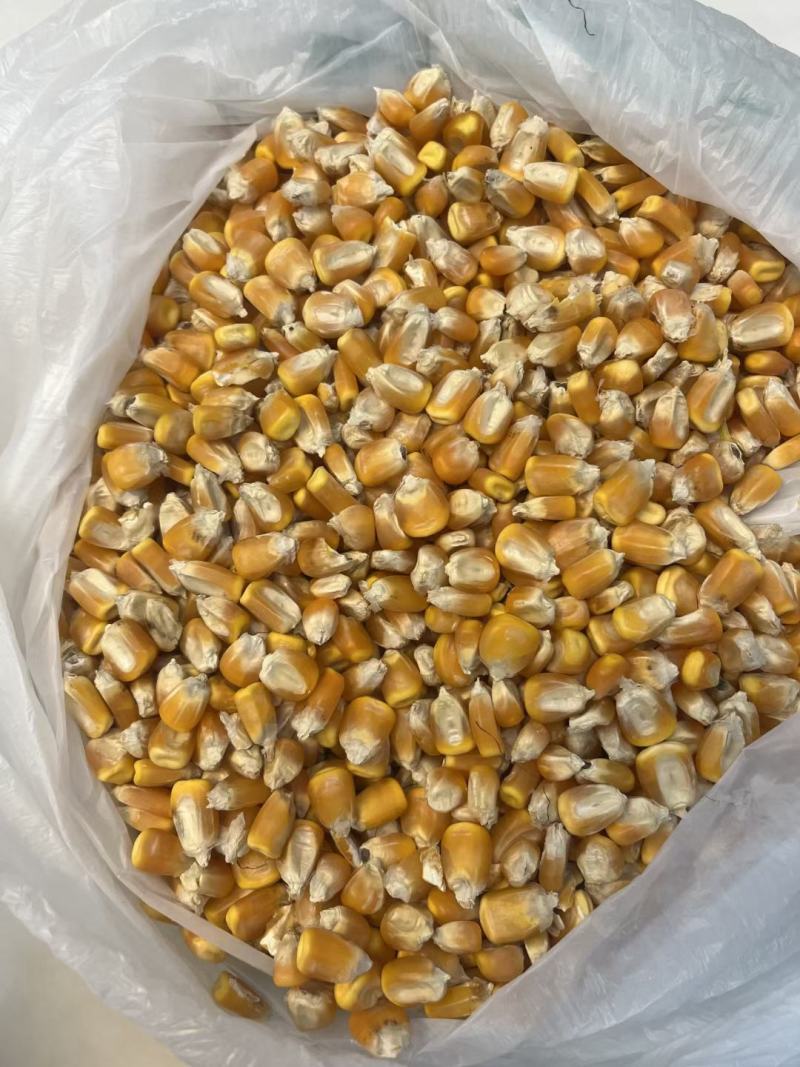 干粮食批发，玉米，白糖