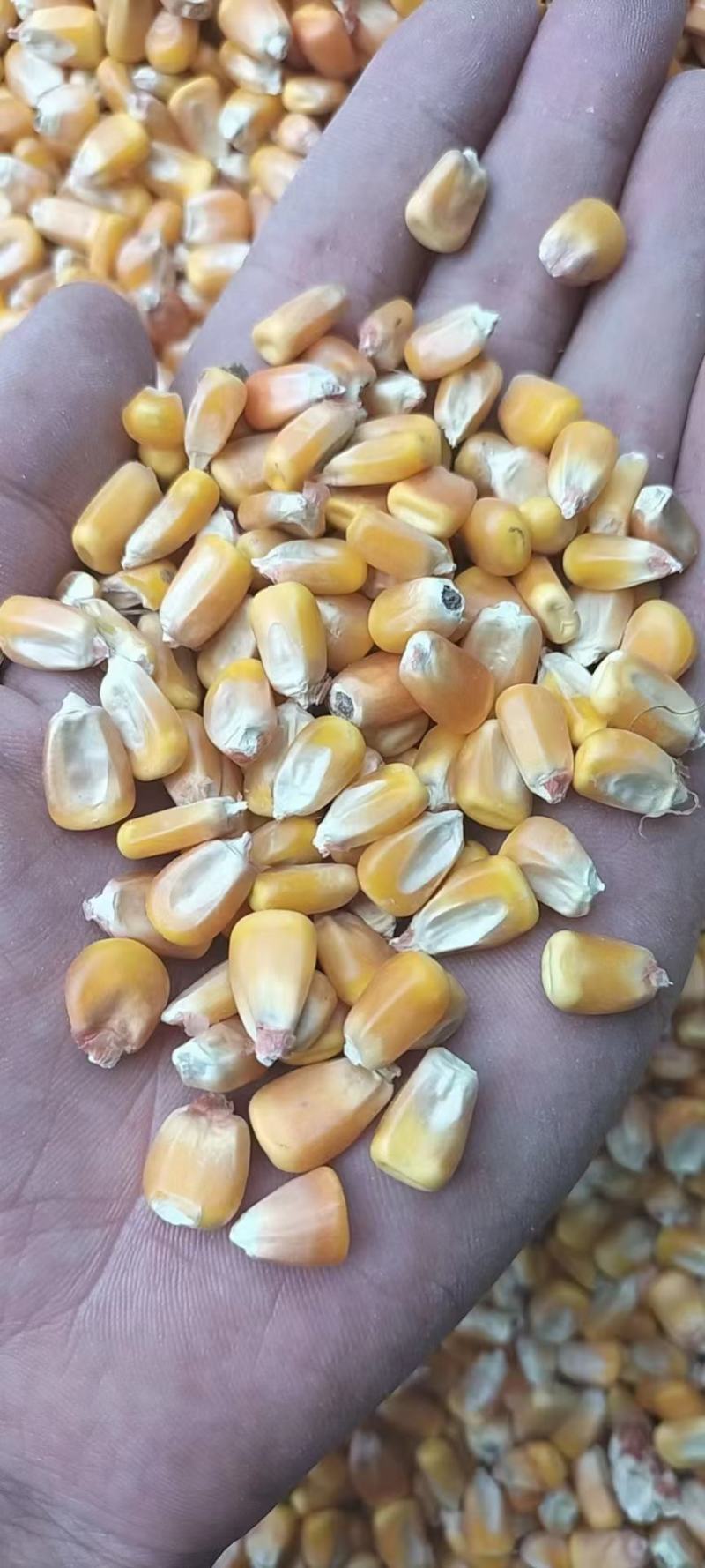 干粮食批发，玉米，白糖