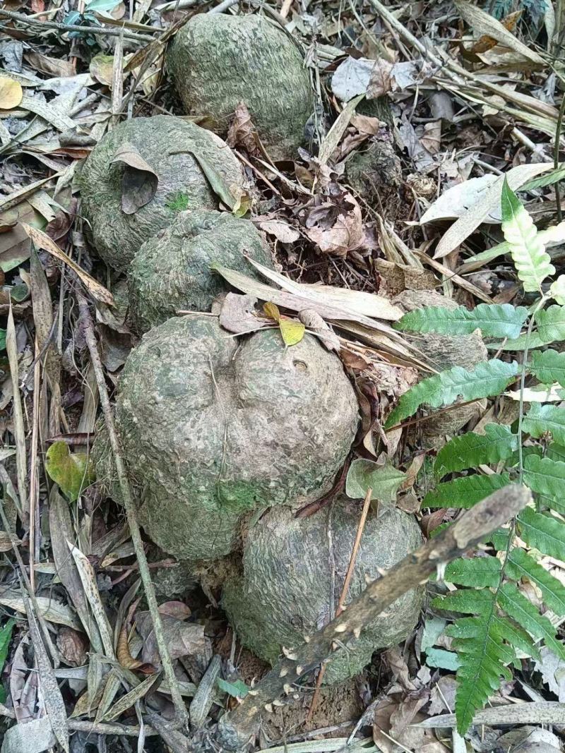野生薯良血三七鸡血莲云香纱染布薯新鲜现挖产地批发中药材
