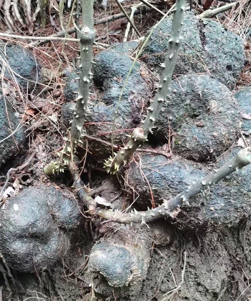 野生薯良血三七鸡血莲云香纱染布薯新鲜现挖产地批发中药材