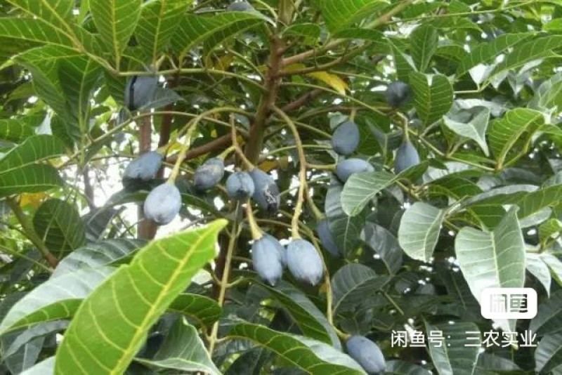 大量现货乌榄树苗，工艺榄树苗供应！培育苗跟嫁接苗都有