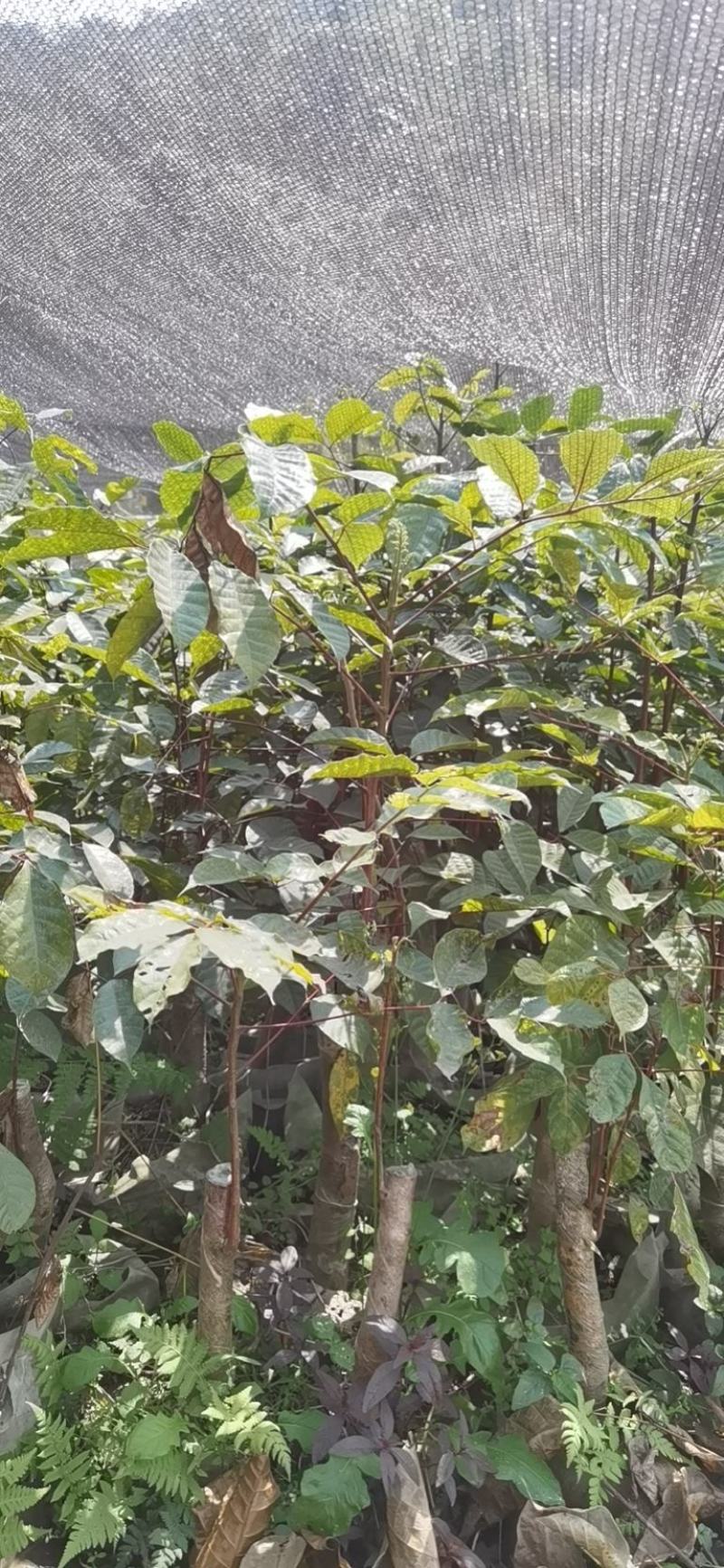 大量现货乌榄树苗，工艺榄树苗供应！培育苗跟嫁接苗都有
