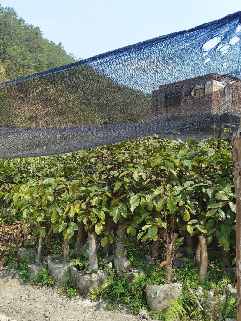 大量现货乌榄树苗，工艺榄树苗供应！培育苗跟嫁接苗都有