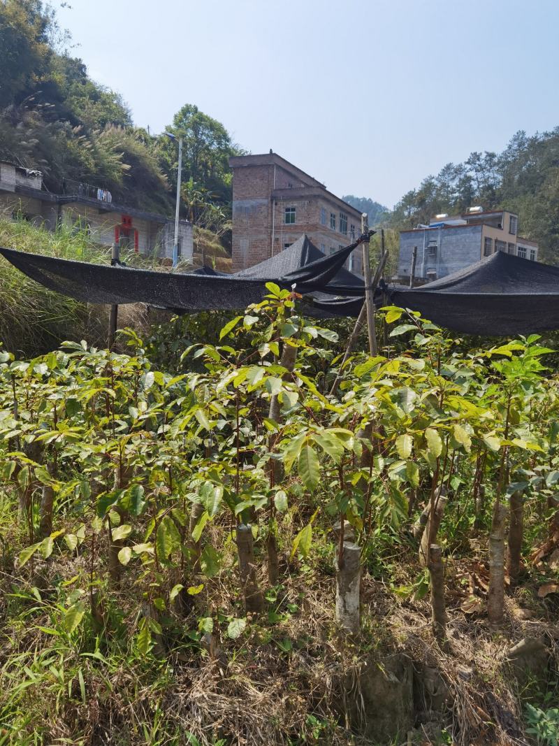 大量现货乌榄树苗，工艺榄树苗供应！培育苗跟嫁接苗都有