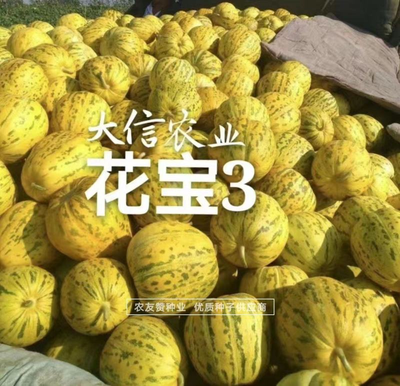 原包装花宝3甜瓜种子特甜香瓜种子八里香甜瓜高糖绿肉硬度好
