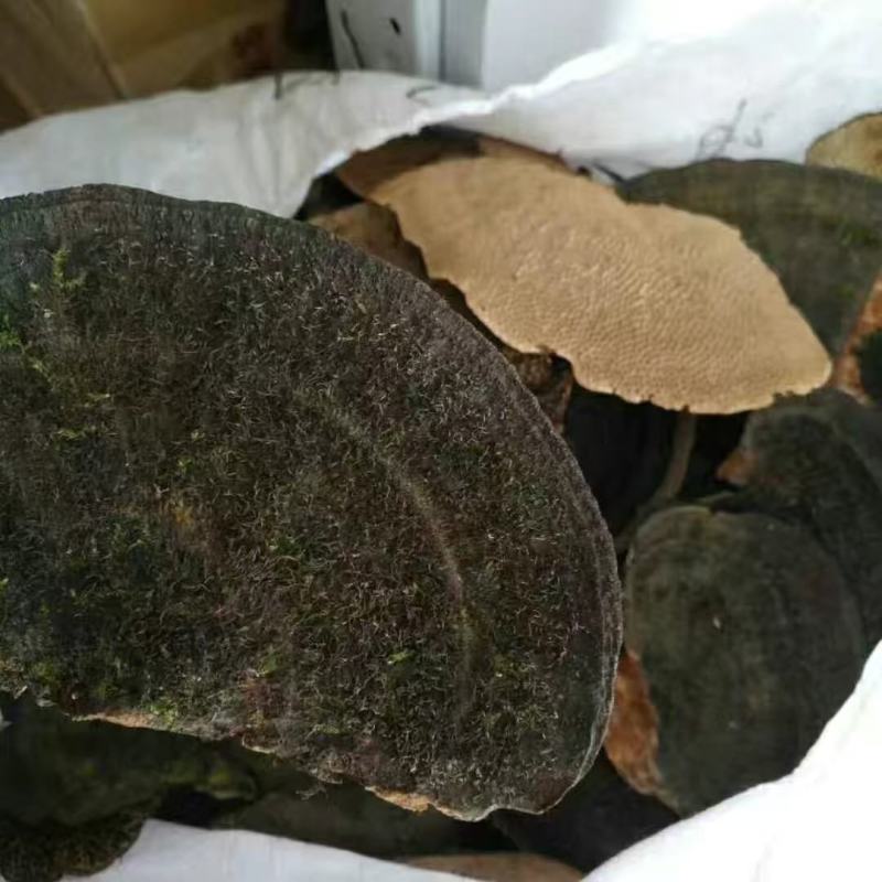 野生龙眼树菌,养胃的好药材,调理肠胃,广西蜂窝灵芝。