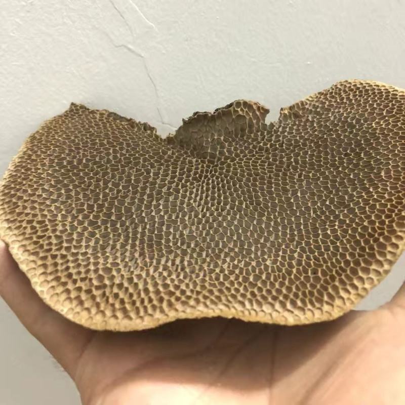 野生龙眼树菌,养胃的好药材,调理肠胃,广西蜂窝灵芝。
