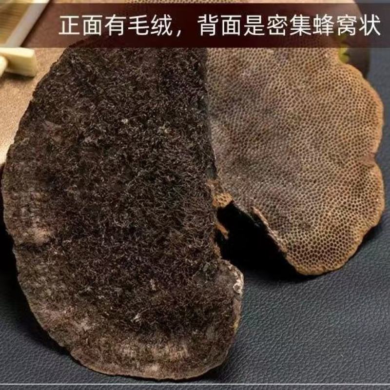 野生龙眼树菌,养胃的好药材,调理肠胃,广西蜂窝灵芝。