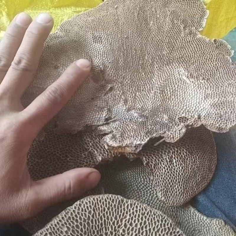 野生龙眼树菌,养胃的好药材,调理肠胃,广西蜂窝灵芝。