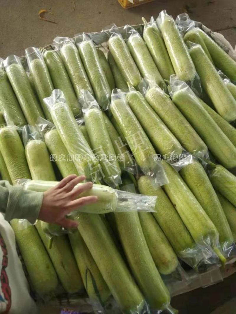 汤汁酷似牛奶丝瓜品种牛奶2号丝瓜种子短棒型牛奶水瓜种子