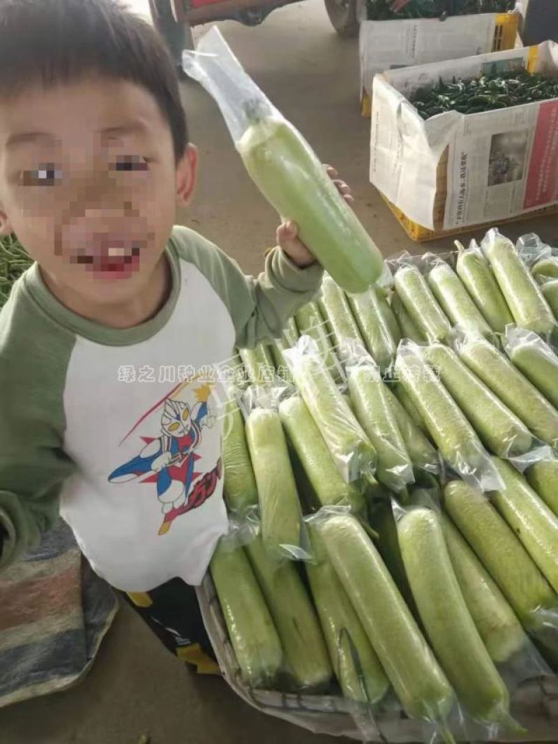 汤汁酷似牛奶丝瓜品种牛奶2号丝瓜种子短棒型牛奶水瓜种子