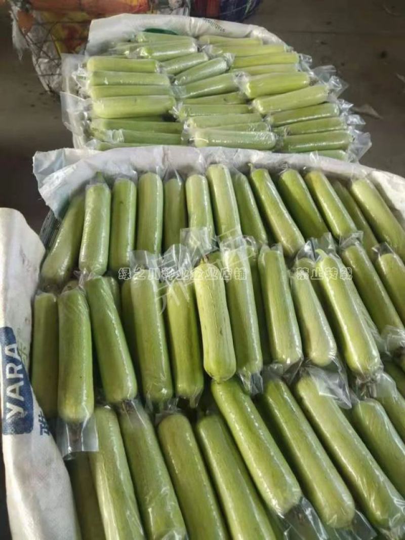 汤汁酷似牛奶丝瓜品种牛奶2号丝瓜种子短棒型牛奶水瓜种子