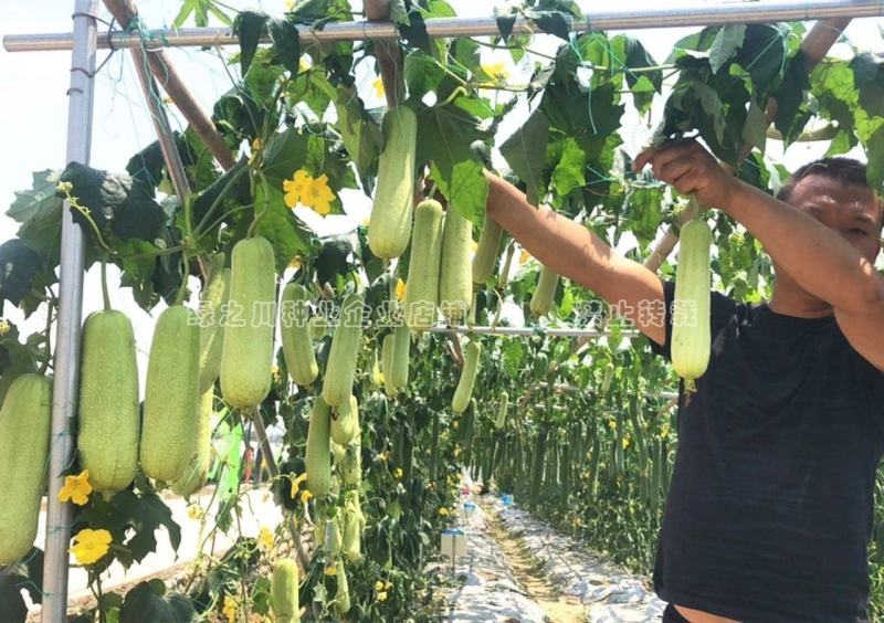 汤汁酷似牛奶丝瓜品种牛奶2号丝瓜种子短棒型牛奶水瓜种子