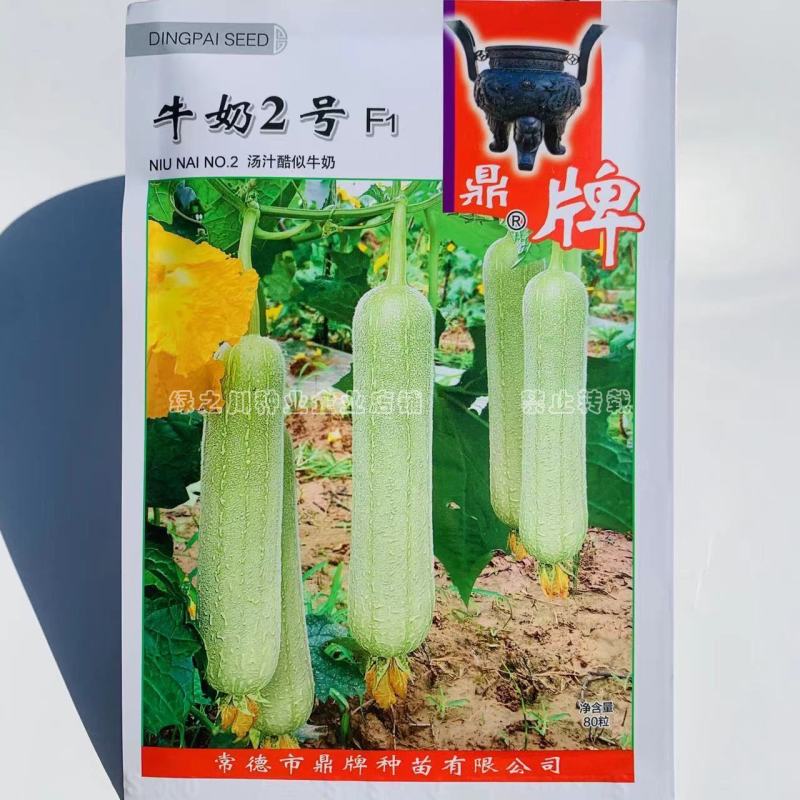 汤汁酷似牛奶丝瓜品种牛奶2号丝瓜种子短棒型牛奶水瓜种子