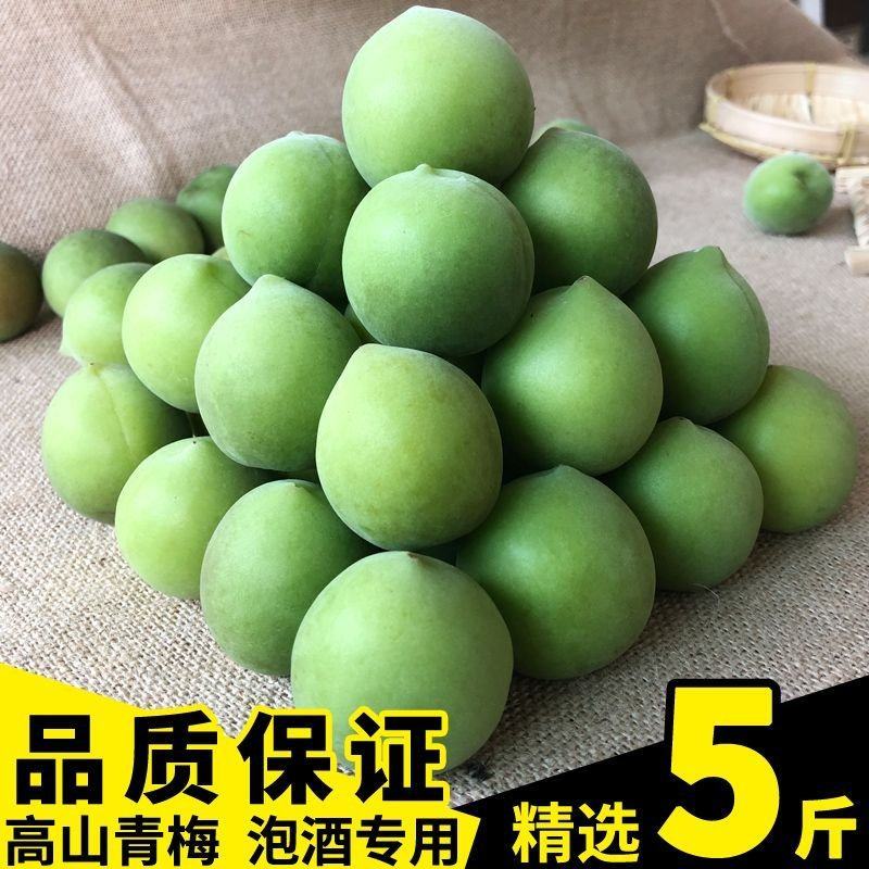 青梅果现摘诏安新鲜青梅鲜果泡酒专用深山酸梅子酵素水果散装