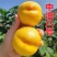 油桃树苗黄油桃红油桃品种南北方种植现挖现发包成活