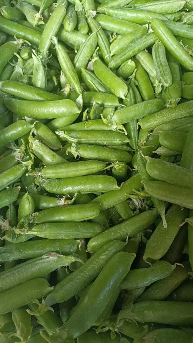 长寿仁豌豆，去把豌豆，甜豌豆，光头强，可提供打冷，大量供