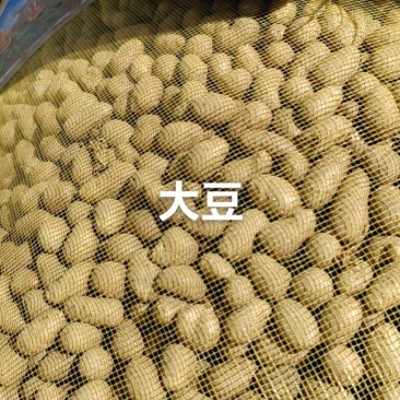 育苗专用，各品种山药豆苗，豆苗批发价出售技术指导