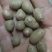 育苗专用，各品种山药豆苗，豆苗批发价出售技术指导