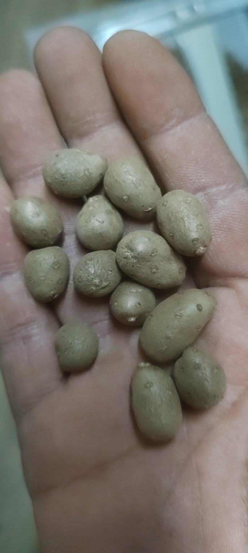 育苗专用，各品种山药豆苗，豆苗批发价出售技术指导