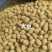 育苗专用，各品种山药豆苗，豆苗批发价出售技术指导