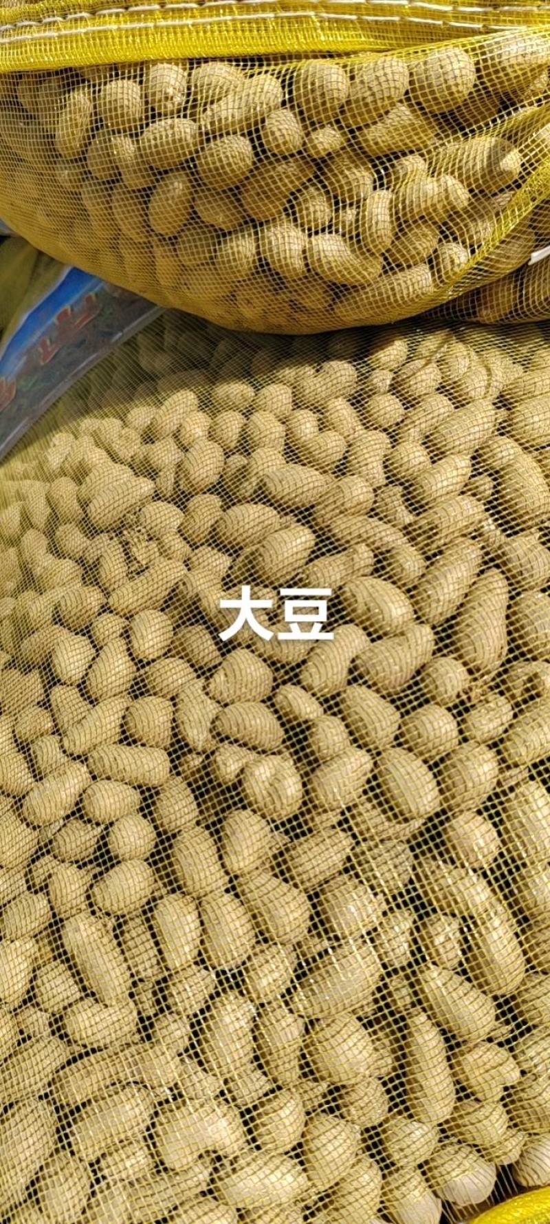 育苗专用，各品种山药豆苗，豆苗批发价出售技术指导