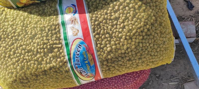 育苗专用，各品种山药豆苗，豆苗批发价出售技术指导