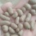 育苗专用，各品种山药豆苗，豆苗批发价出售技术指导