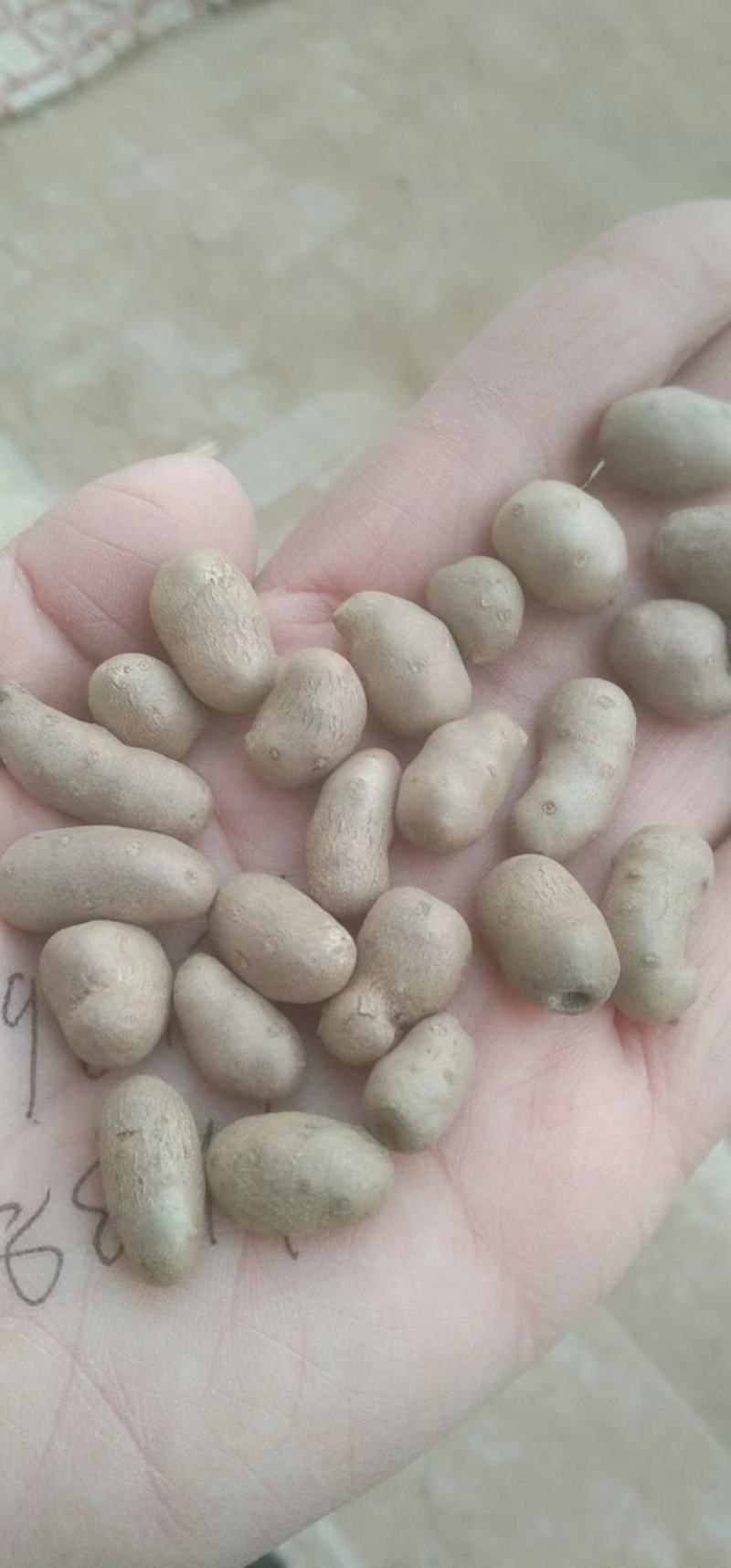 育苗专用，各品种山药豆苗，豆苗批发价出售技术指导