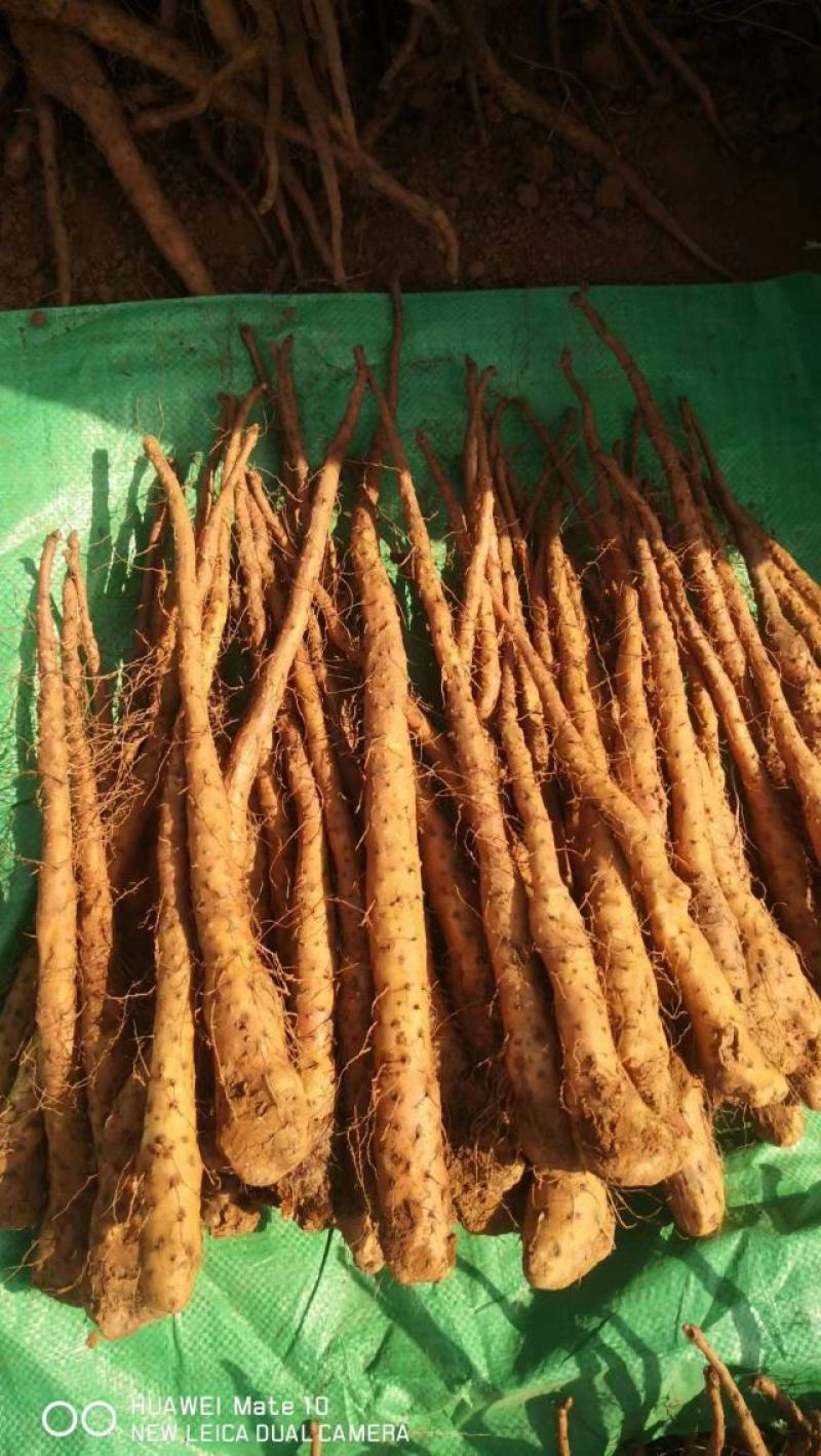 育苗专用，各品种山药豆苗，豆苗批发价出售技术指导