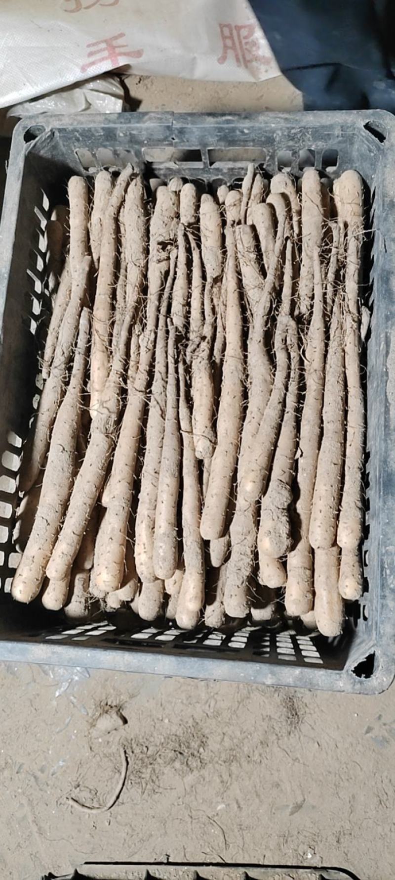 育苗专用，各品种山药豆苗，豆苗批发价出售技术指导