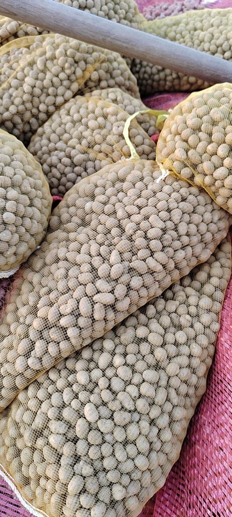 育苗专用，各品种山药豆苗，豆苗批发价出售技术指导