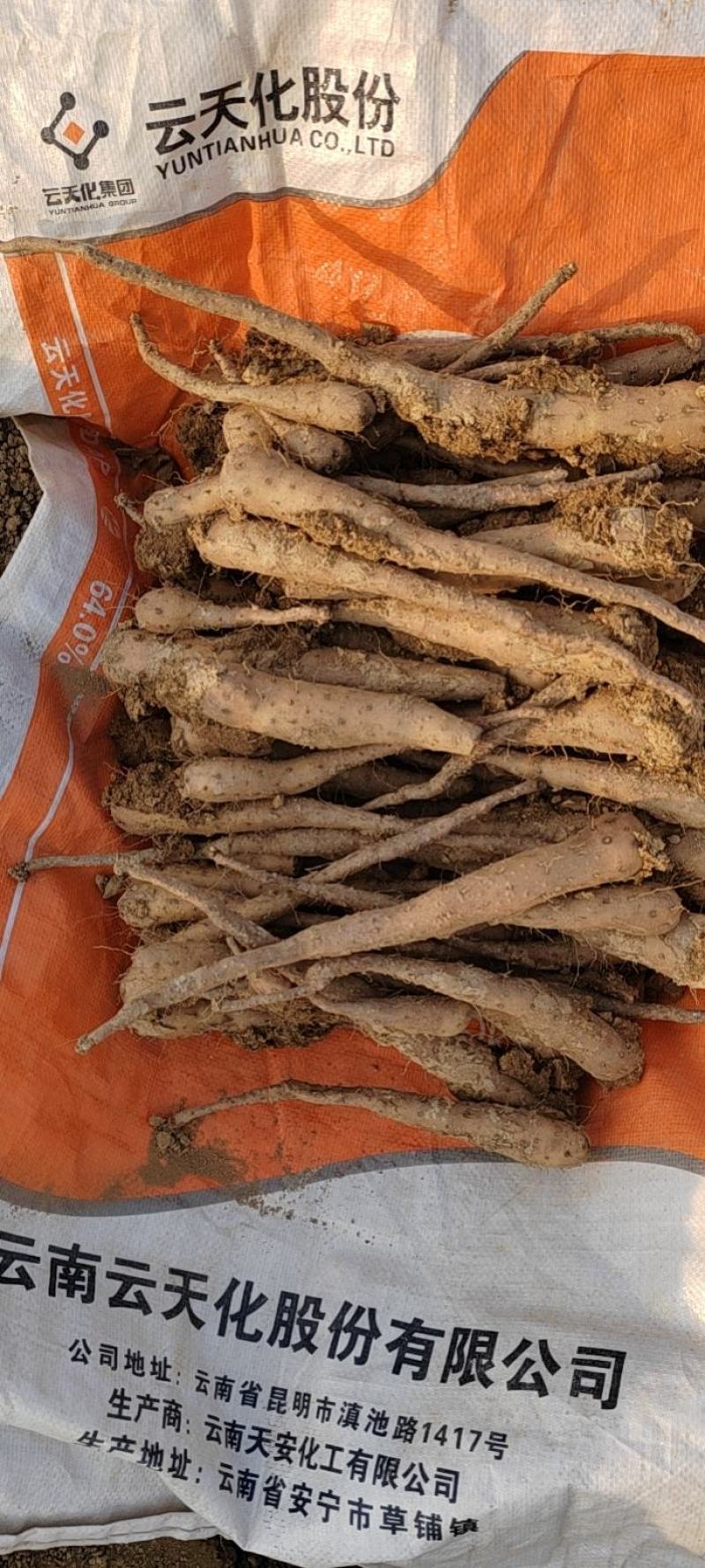 育苗专用，各品种山药豆苗，豆苗批发价出售技术指导