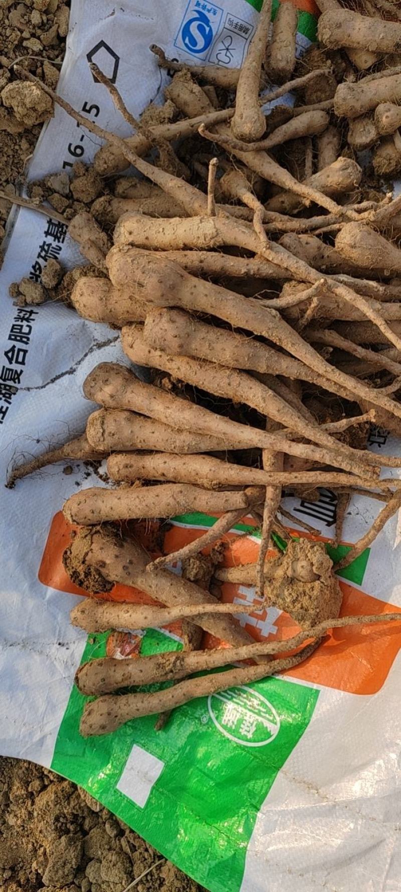 育苗专用，各品种山药豆苗，豆苗批发价出售技术指导