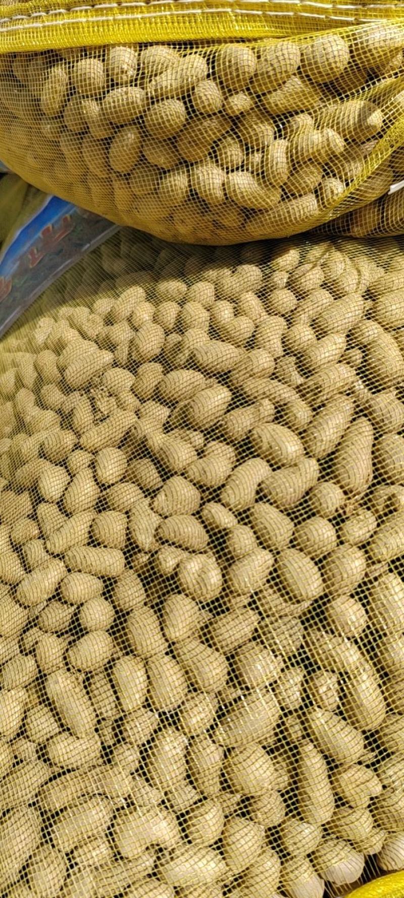 育苗专用，各品种山药豆苗，豆苗批发价出售技术指导