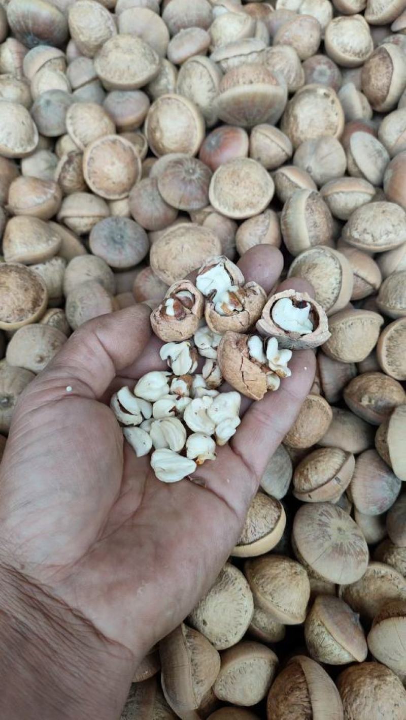 2023年薄壳满肉风流果，出果率98%，欢迎合作共赢。